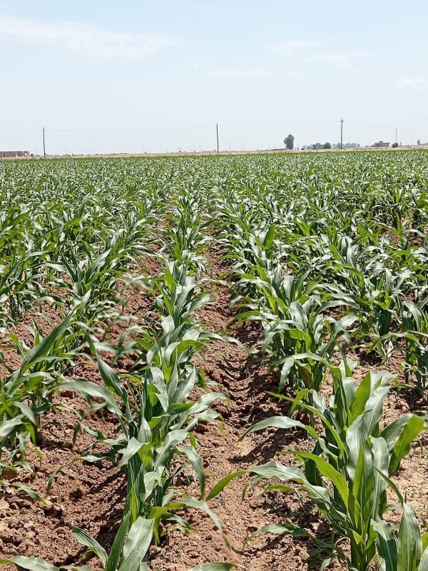 التخصيص و التمليك