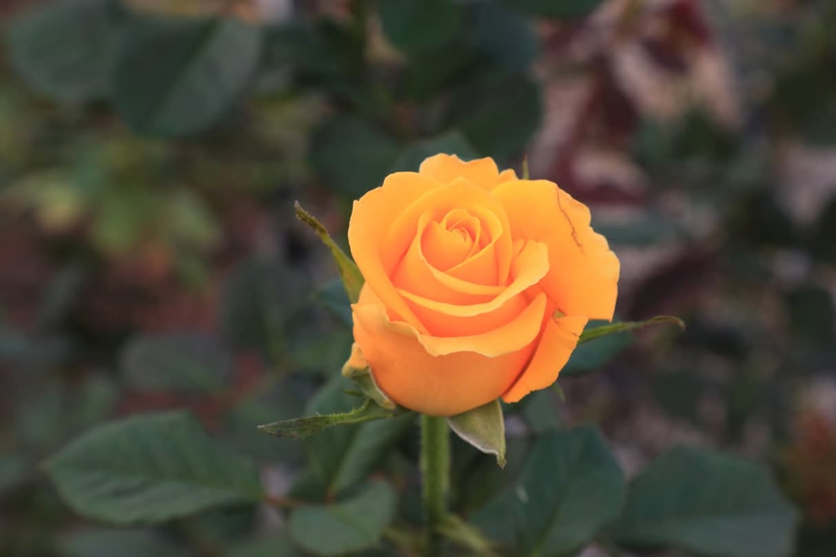 العقود الزراعية